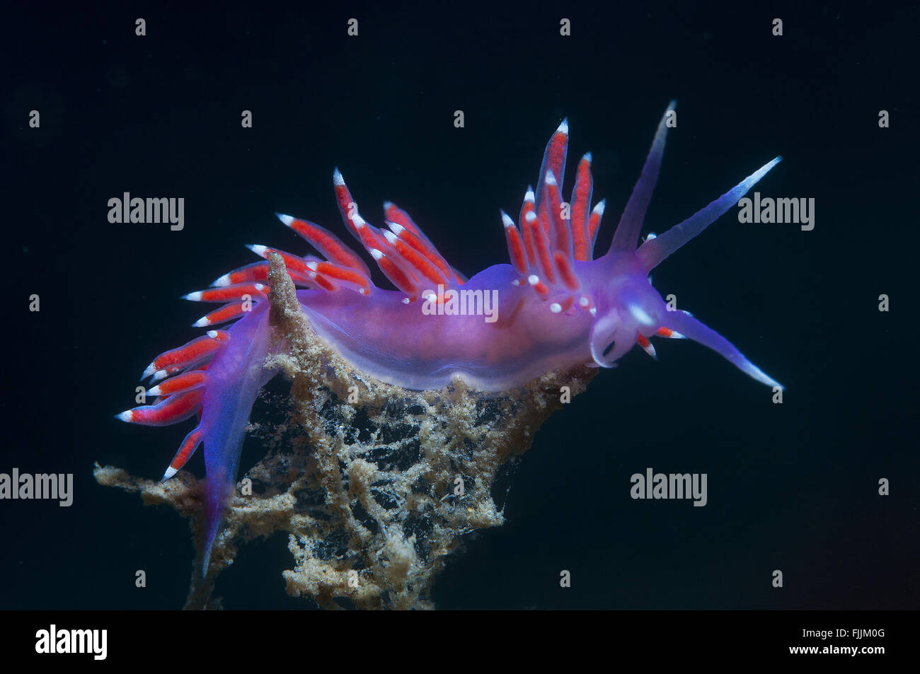 eine kleine lila Wirbellosen rutscht auf dem Meeresgrund Stockfoto