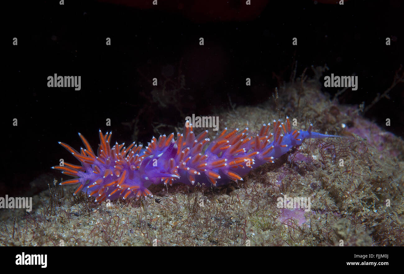 eine kleine lila Wirbellosen rutscht auf dem Meeresgrund Stockfoto