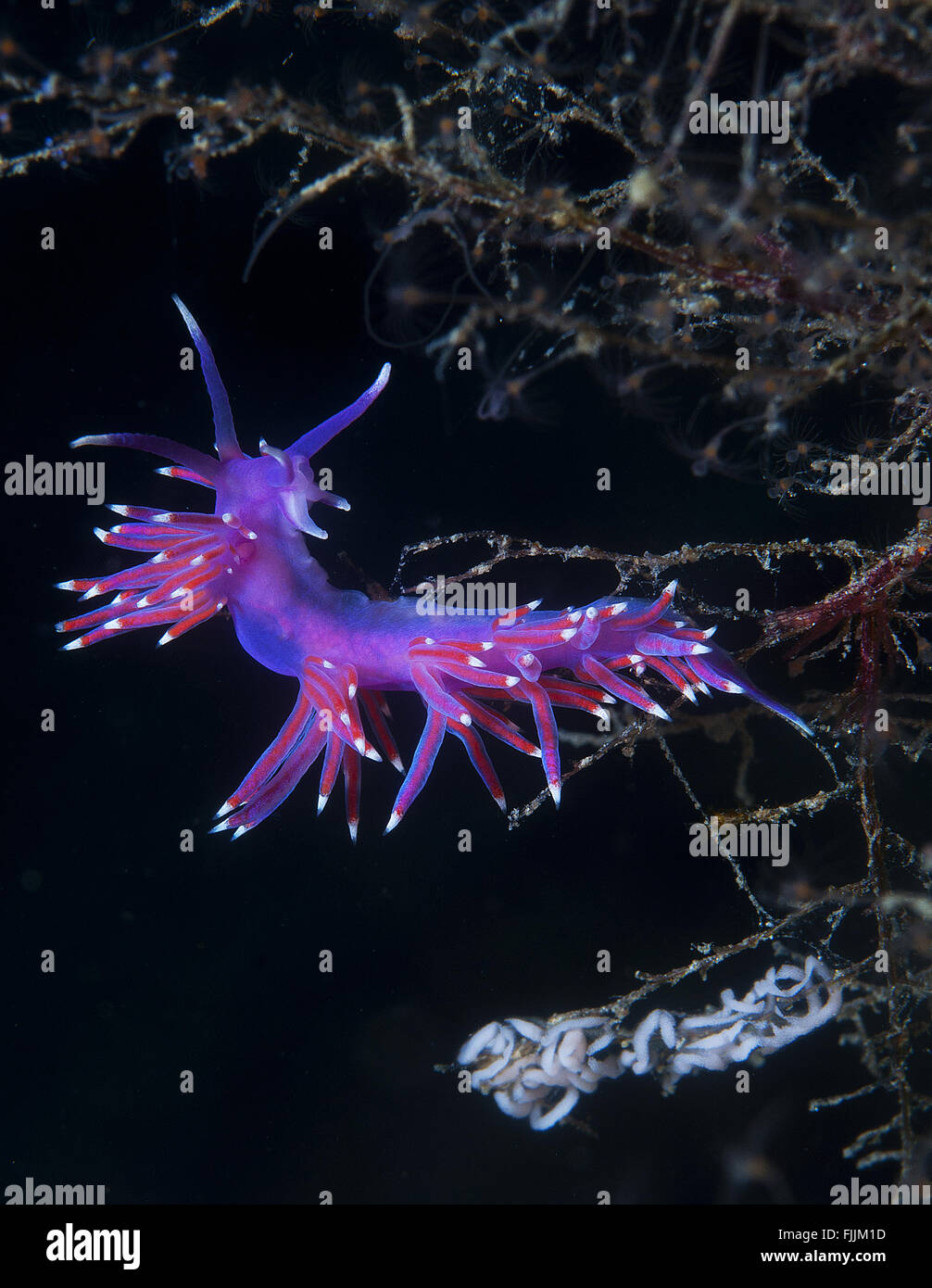 eine kleine lila Wirbellosen rutscht auf dem Meeresgrund Stockfoto