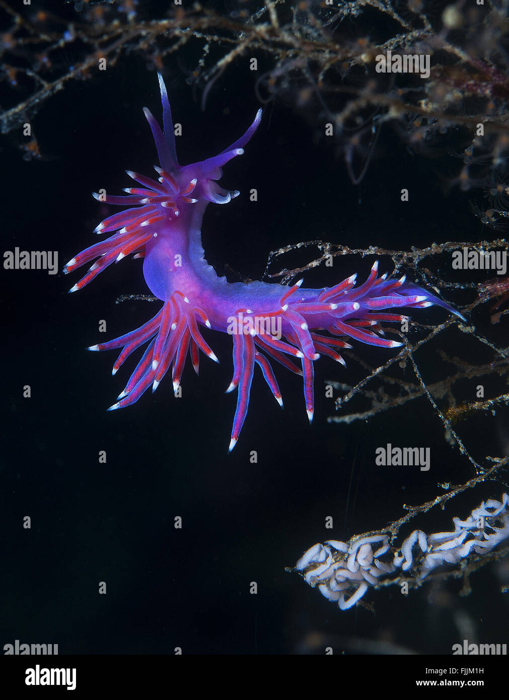 eine kleine lila Wirbellosen rutscht auf dem Meeresgrund Stockfoto