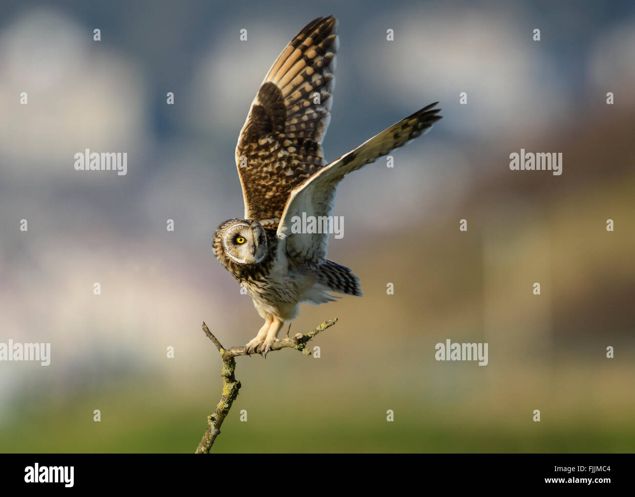 Sumpfohreule, Barsch im späten Nachmittag Licht wegnehmen. Stockfoto