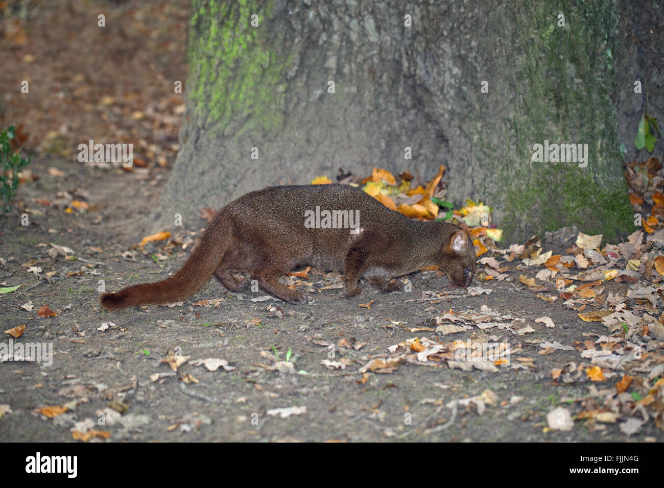 Jaguarundi (Puma Yagouaroundi). Graue Phase. Schüchtern Zurückgezogene kleine Katze, gefunden in Mittel-, und Südamerika östlich der Anden. Stockfoto