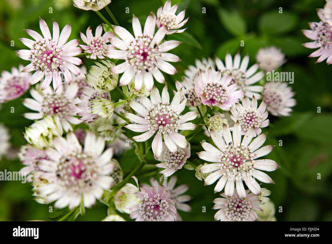 Astrantia große oder große Sterndolde, England, UK Stockfoto
