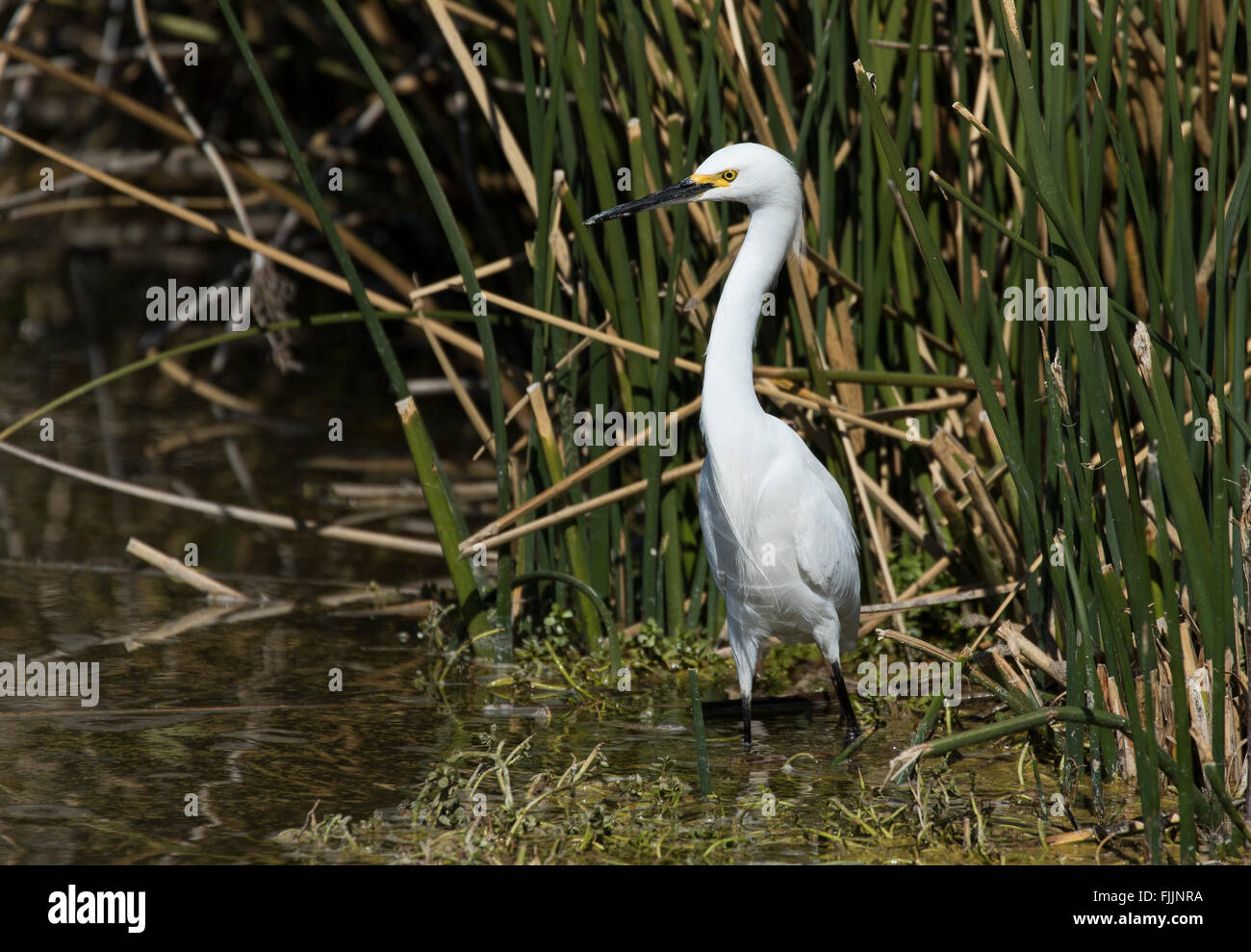 Silberreiher stehen im Schilf am Rande eines Teiches Stockfoto