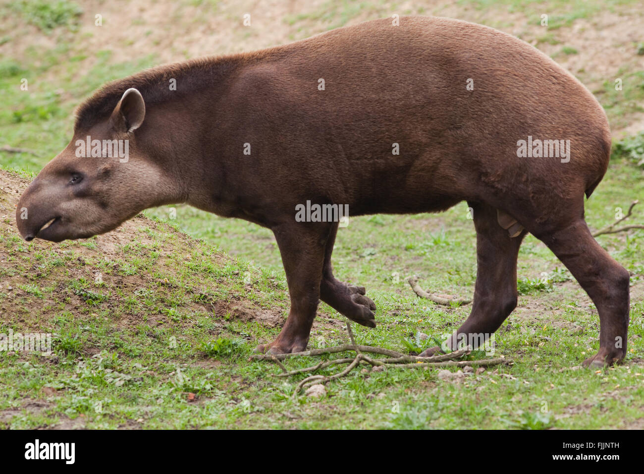 Brasilianischen und südamerikanischen Tapir (Tapirus Terrestris). Amazona Zoo, Cromer. Norfolk. VEREINIGTES KÖNIGREICH. Stockfoto