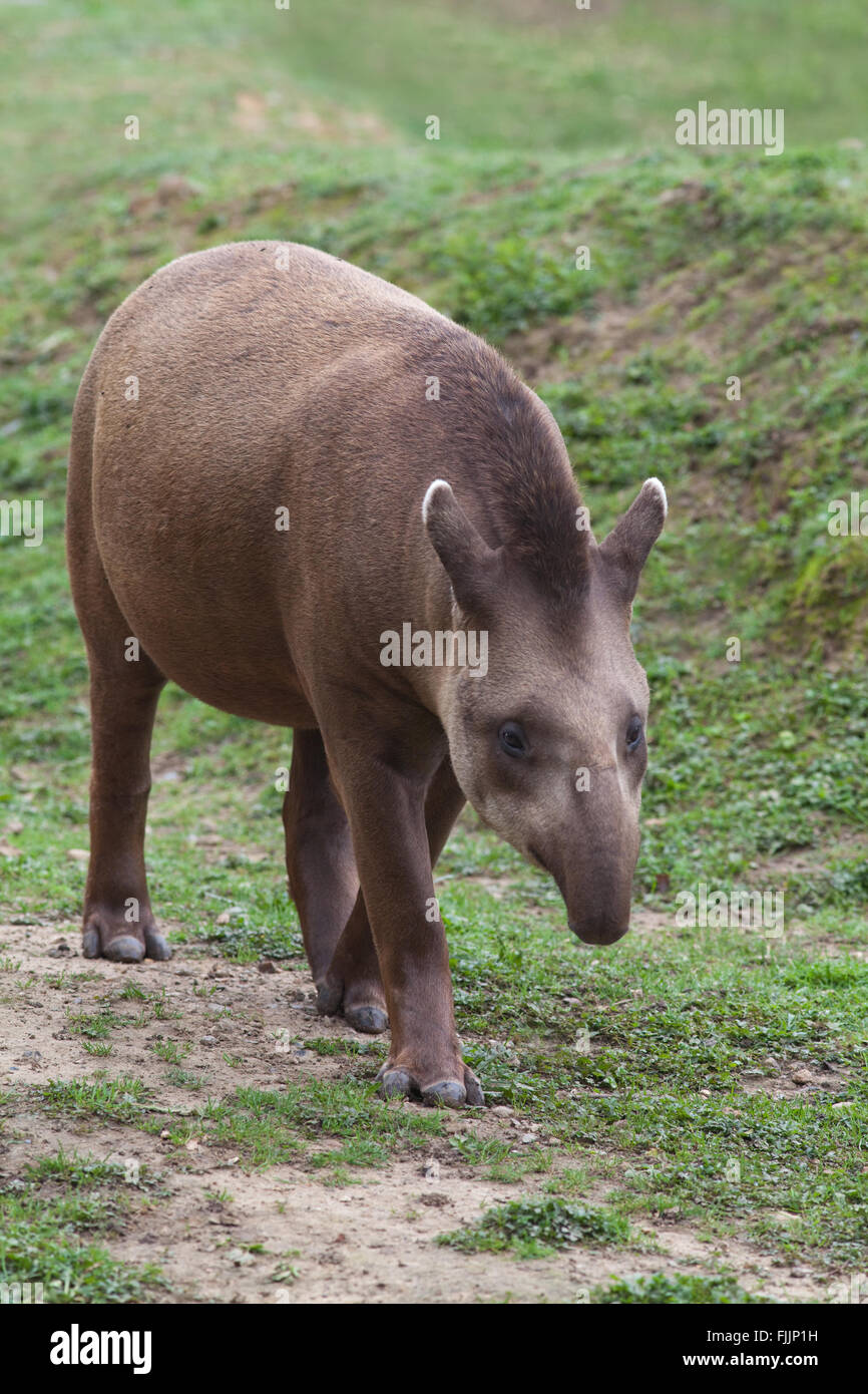 Brasilianischen und südamerikanischen Tapir (Tapirus Terrestris). Amazona Zoo, Cromer. Norfolk. VEREINIGTES KÖNIGREICH. Stockfoto