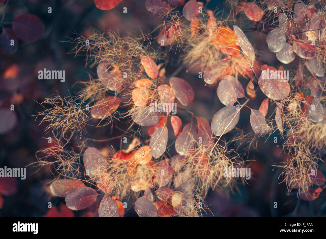 Schöne Herbst Natur Hintergrund mit bunten Blättern auf Niederlassung in soft-Fokus. Abstrakt. Toning-Vintage Stockfoto