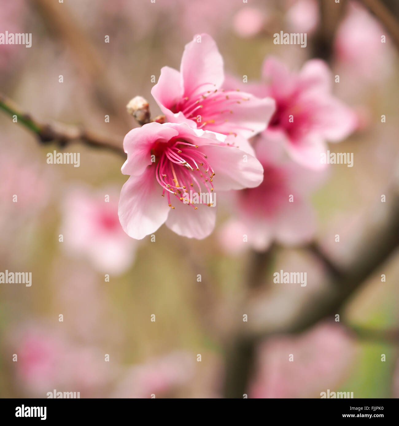 Pfirsich Blüten rosa 2 Stockfoto