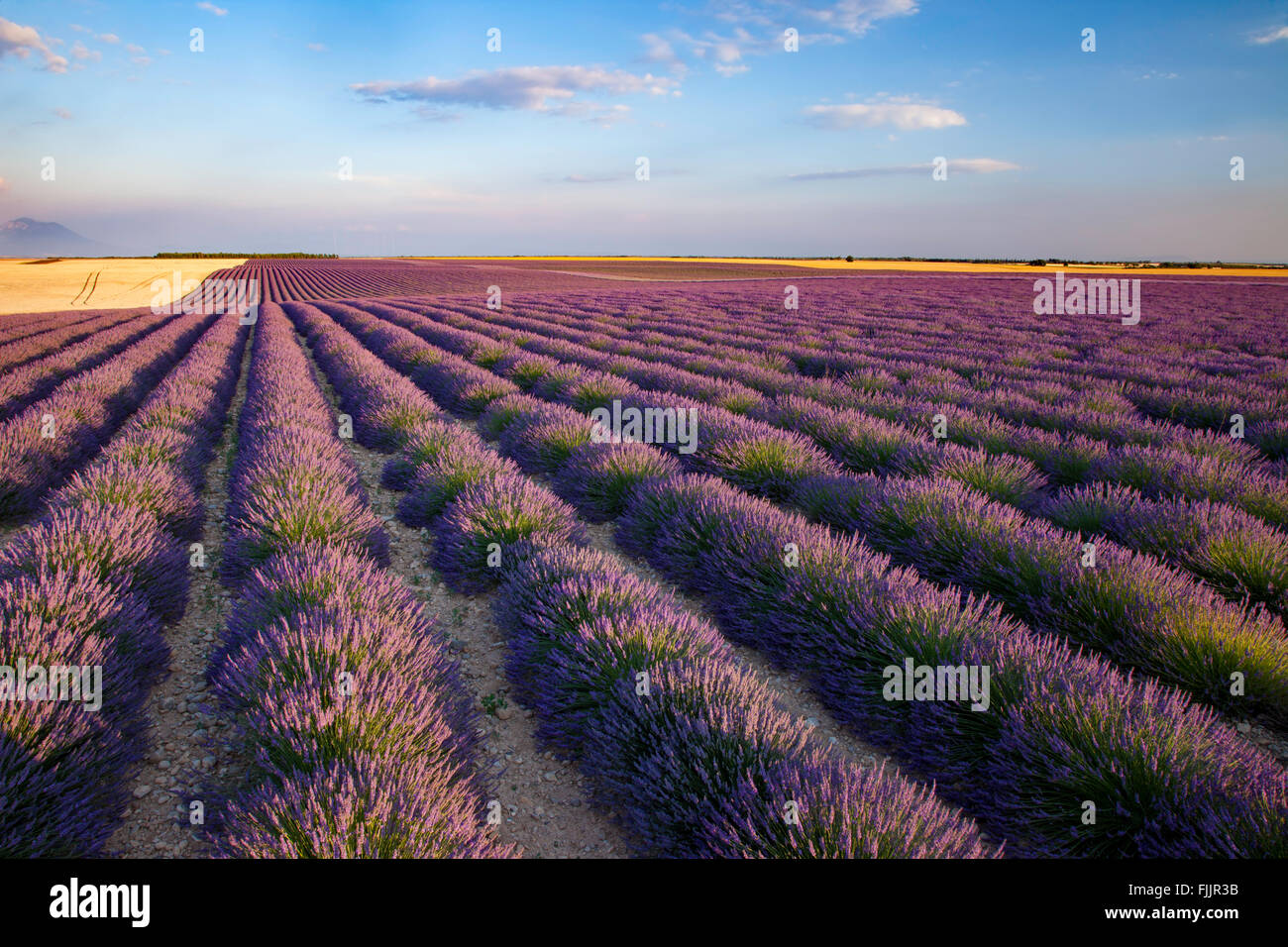 Abend über Feld Lavendel entlang der Valensole Plateau, Provence, Frankreich Stockfoto