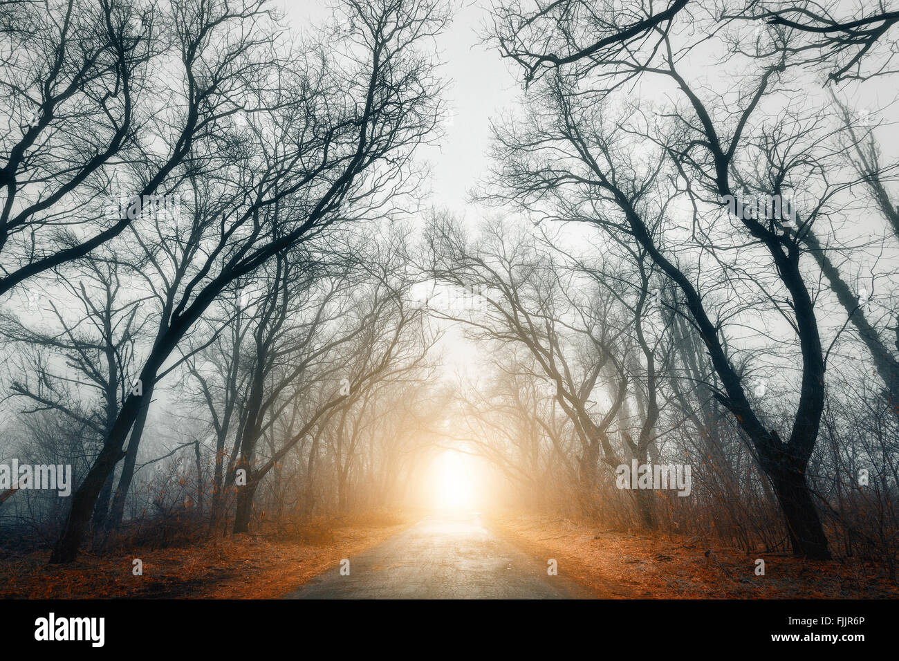 Die Straße, auf der Durchreise beängstigend geheimnisvollen Wald mit gelben Licht im Nebel im Herbst. Magische Bäume. Nebligen Naturlandschaft Stockfoto