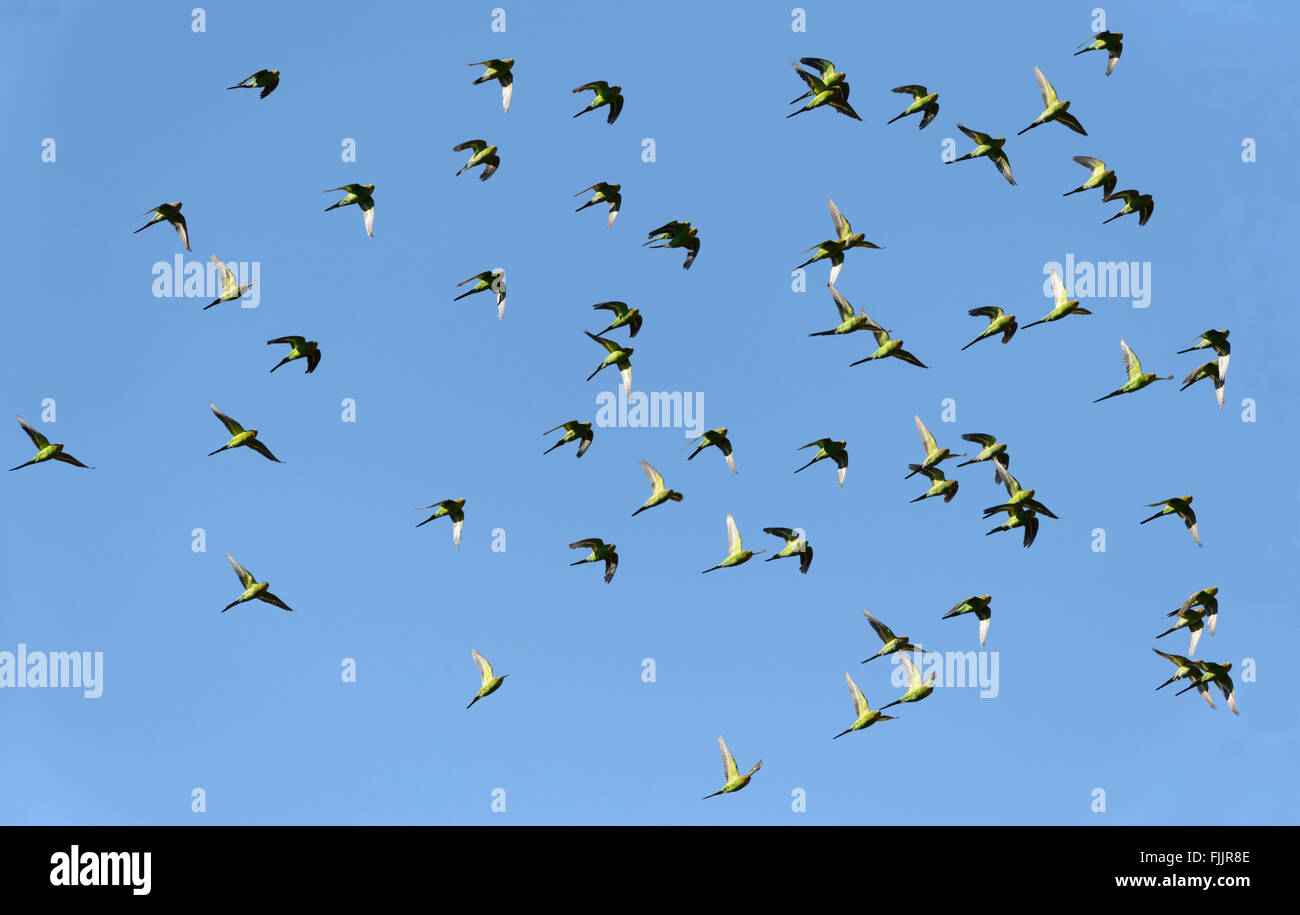 Wellensittiche (Melopsittacus Undulatus), Queensland, Australien Stockfoto