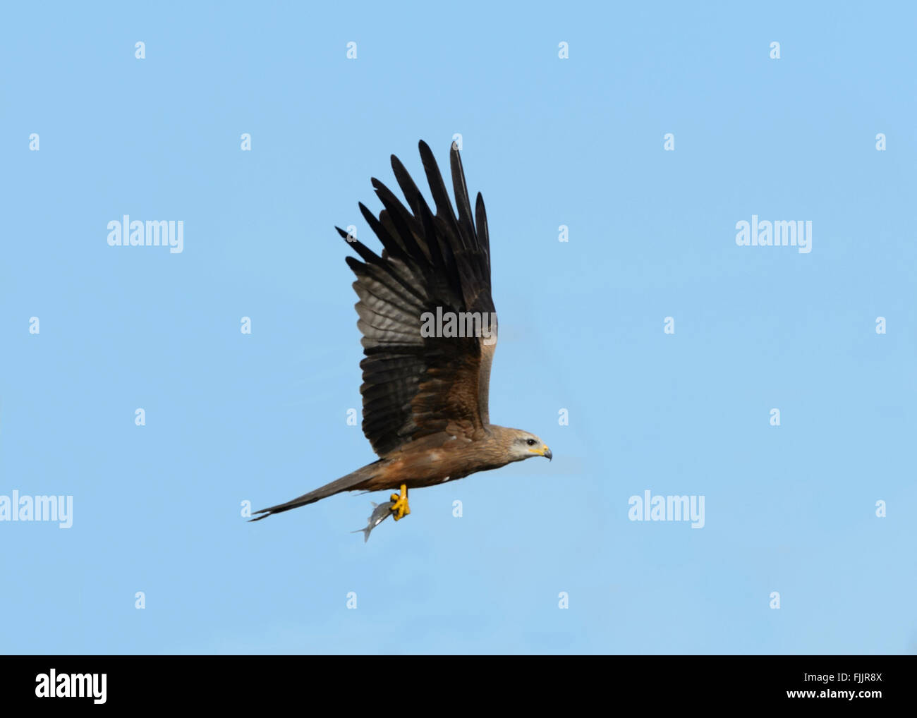 Schwarzmilan (Milvus Migrans) Angeln, Queensland, Australien Stockfoto