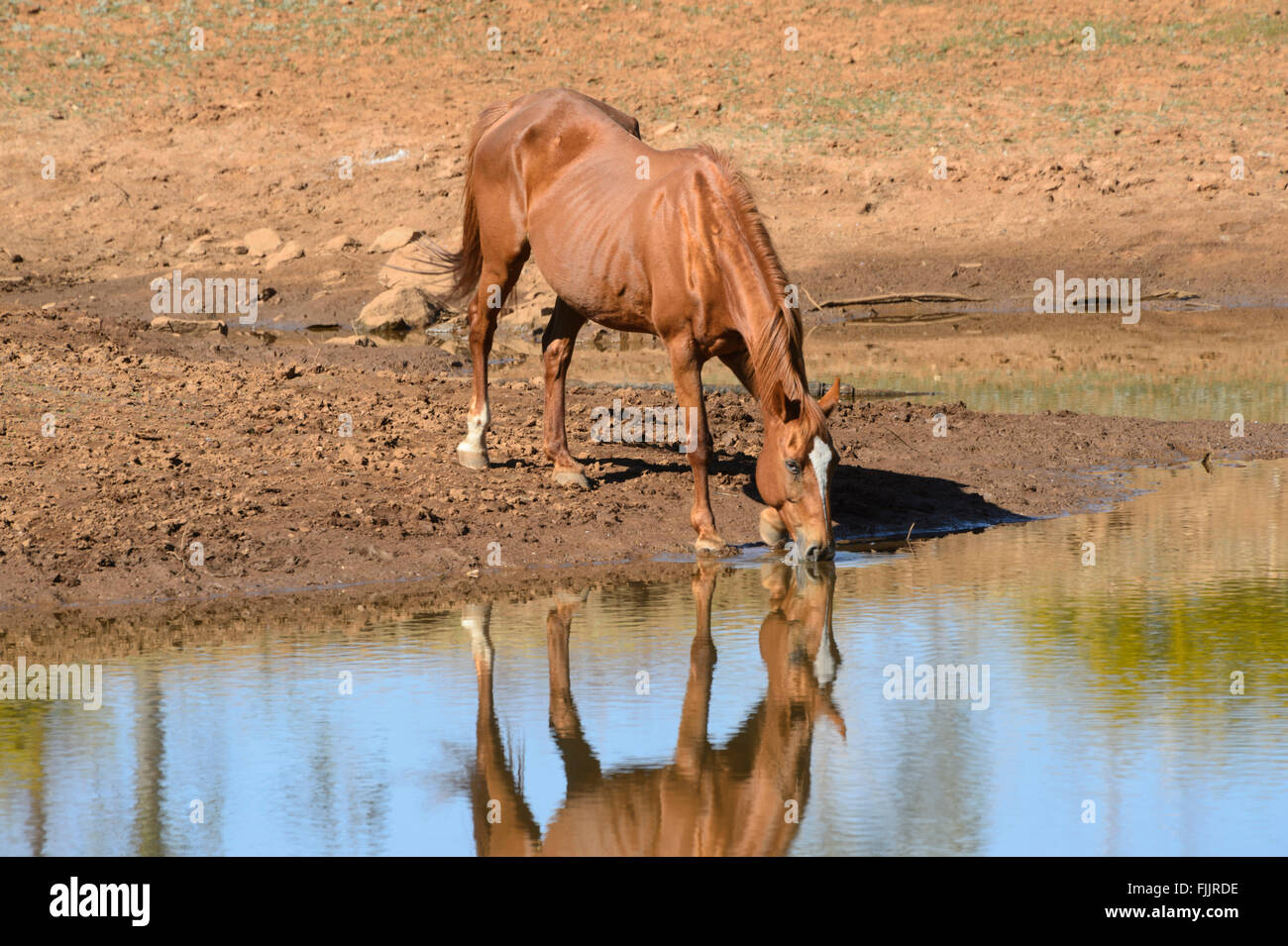 Pferd trinken, Queensland, Australien Stockfoto