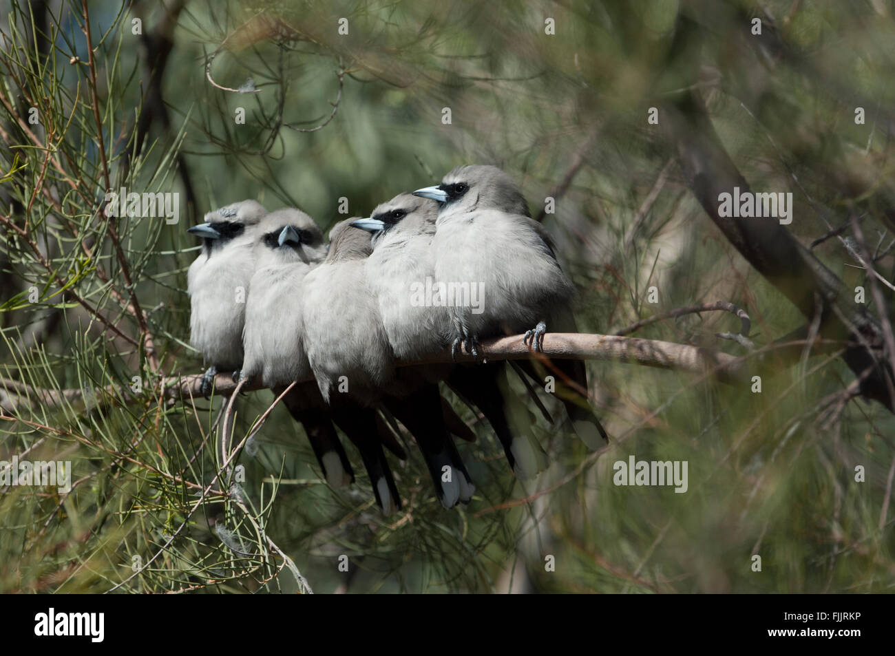 Black-faced Woodswallow (Artamus Cinereus), Alice Springs Desert Park, Northern Territory, Australien Stockfoto
