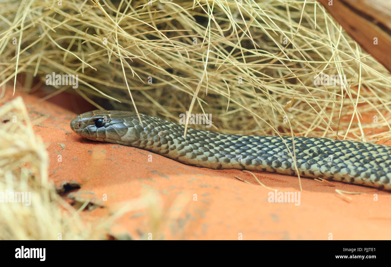 König braun oder Mulga Snake (Pseudechis Australis), Alice Springs Reptile Centre, Northern Territory, Australien Stockfoto