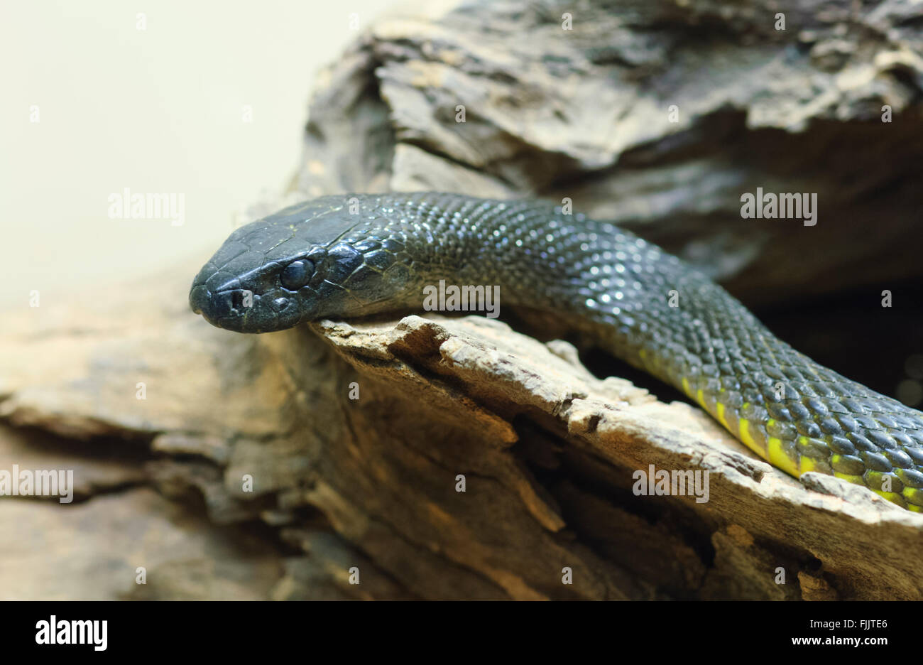 Im Inland Taipan oder Fierce Snake (Oxyuranus Microlepidotus), Alice Springs Reptile Centre, Northern Territory, Australien Stockfoto