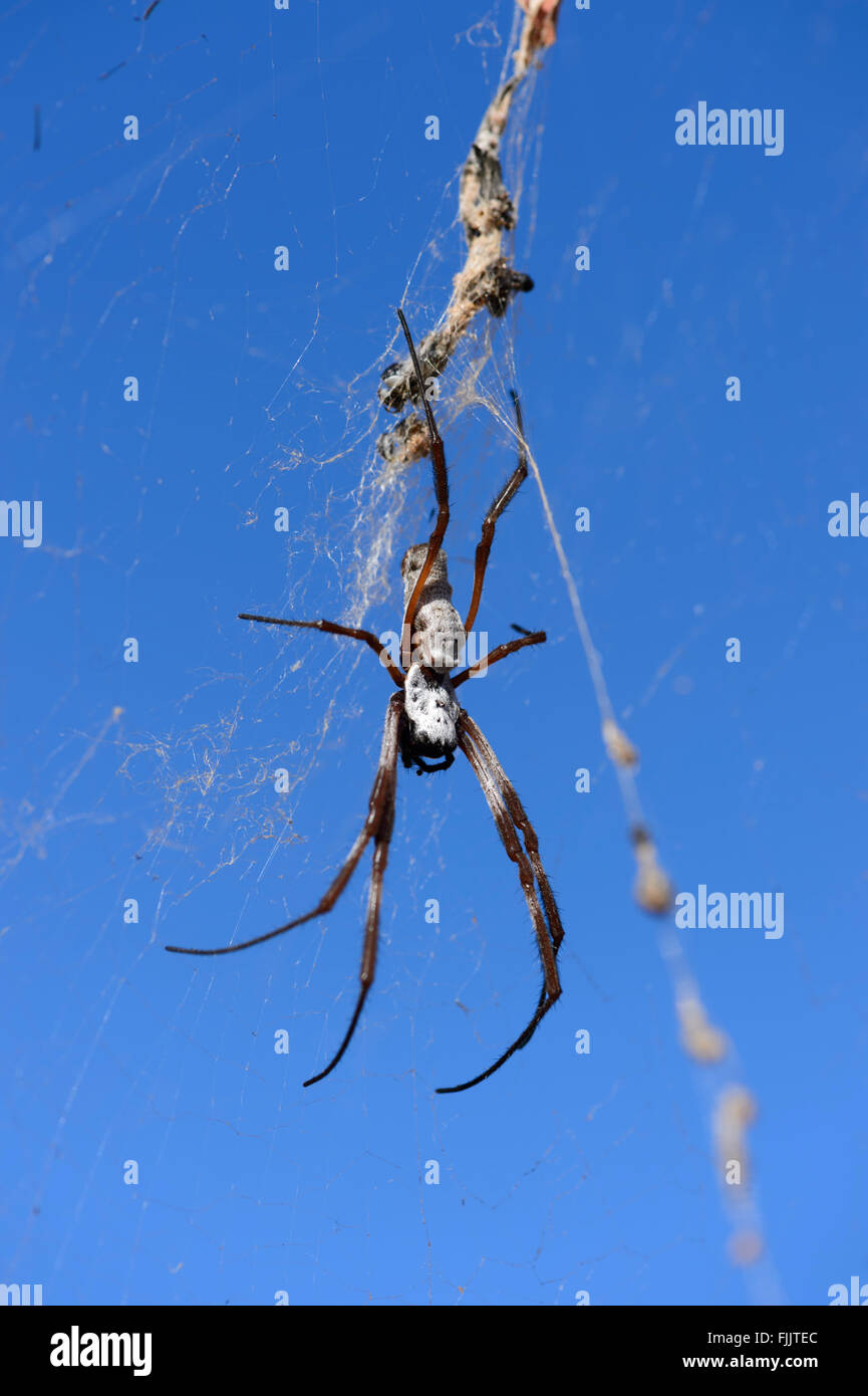 Golden Orb-Weaver (Nephila Edulis), Northern Territory, Australien Stockfoto