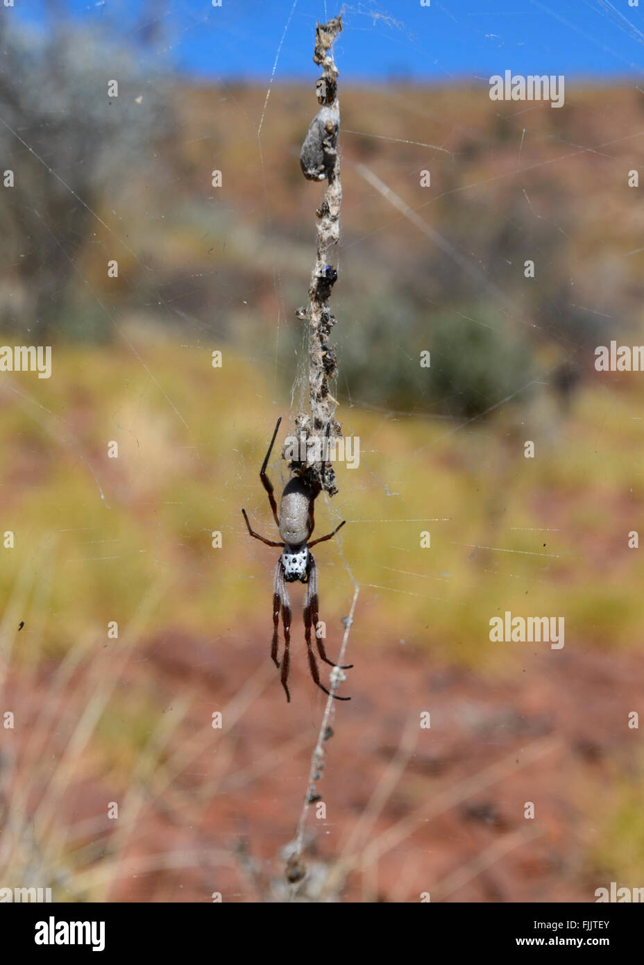 Golden Orb-Weaver (Nephila Edulis), Namatjira Drive, Northern Territory, NT, Australien Stockfoto