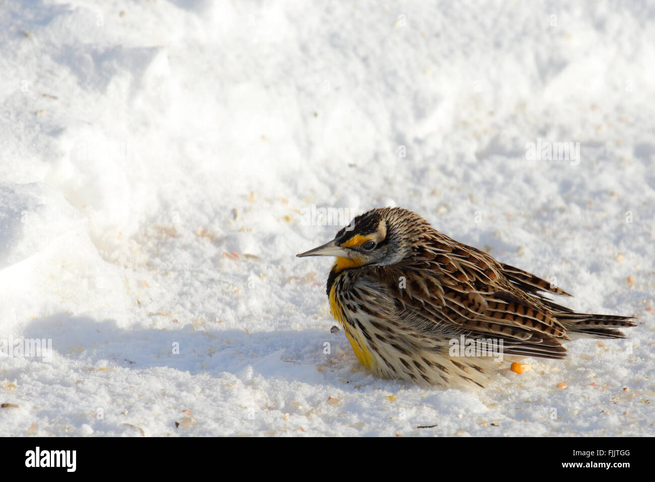 Östlichen Meadowlark gebeugt auf Schnee Stockfoto