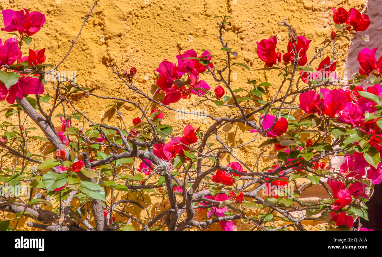 Gelbe Wand rosa Bougainvillea San Miguel de Allende-Mexiko Stockfoto