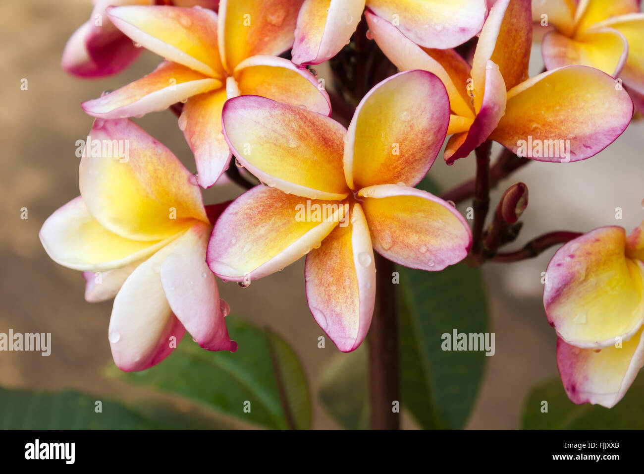 Gelb-orange und rosa Blume Plumeria oder Frangipani Haufen Stockfoto
