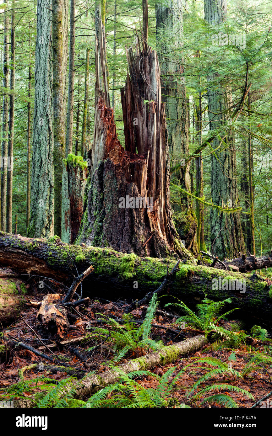 Cathedral Grove im MacMillan Provincial Park, Vancouver Island, British Columbia, Kanada gelegen Stockfoto