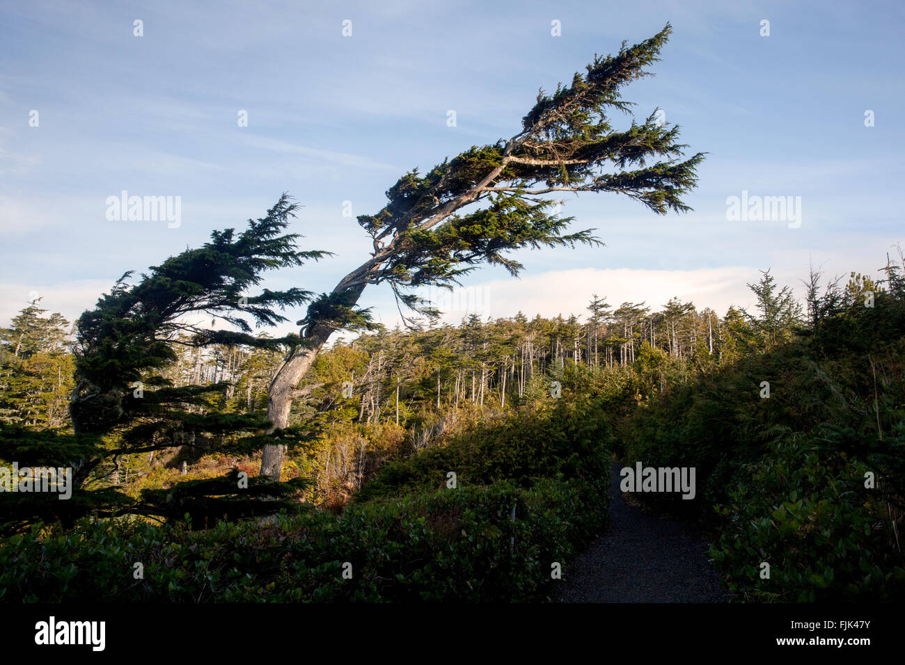 Wild Pacific Trail - Ucluelet, Vancouver Island, British Columbia, Kanada Stockfoto