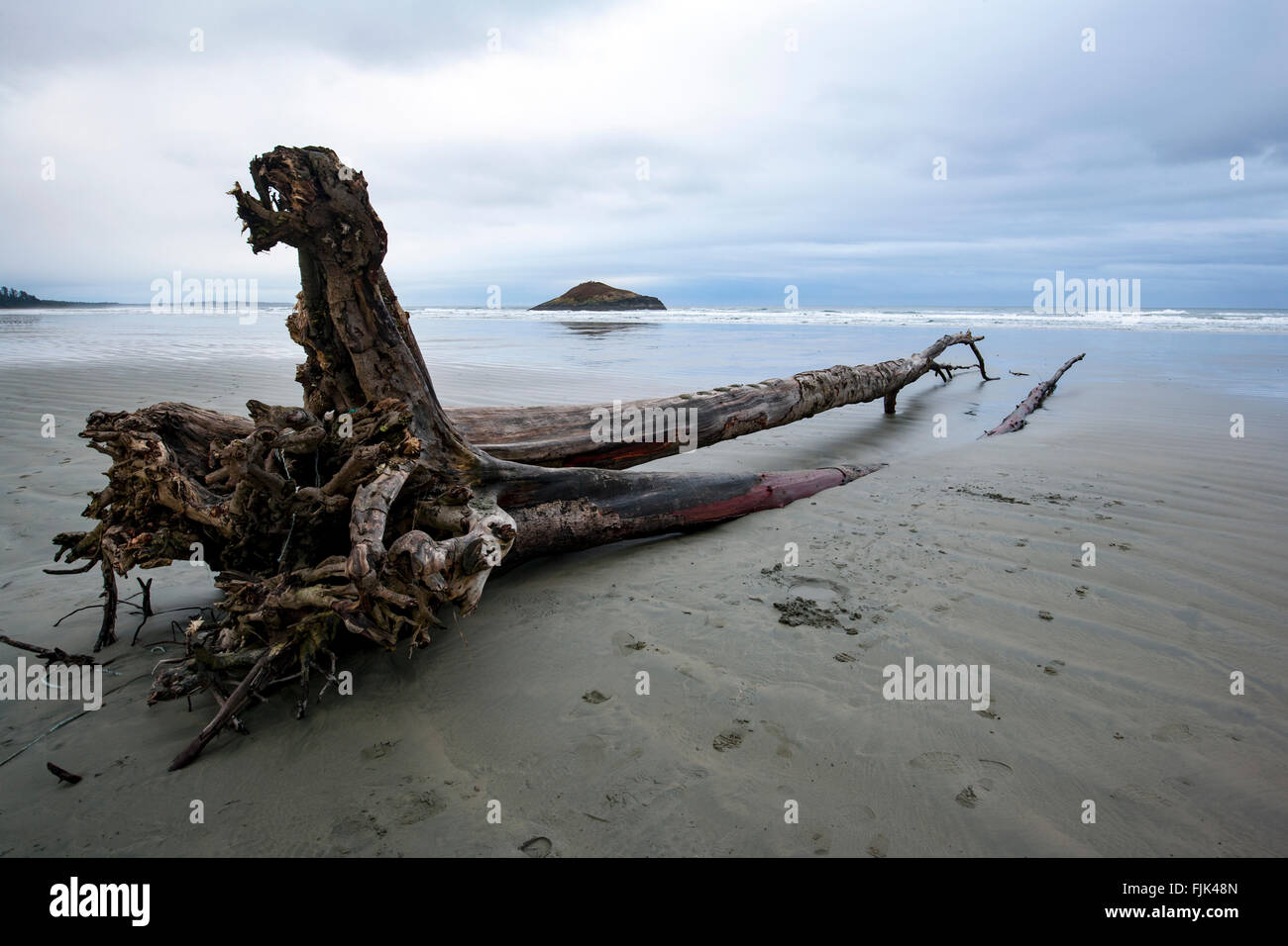 Treibholz am langen Strand - Pacific Rim National Park - in der Nähe von Tofino, Vancouver Island, British Columbia, Kanada Stockfoto