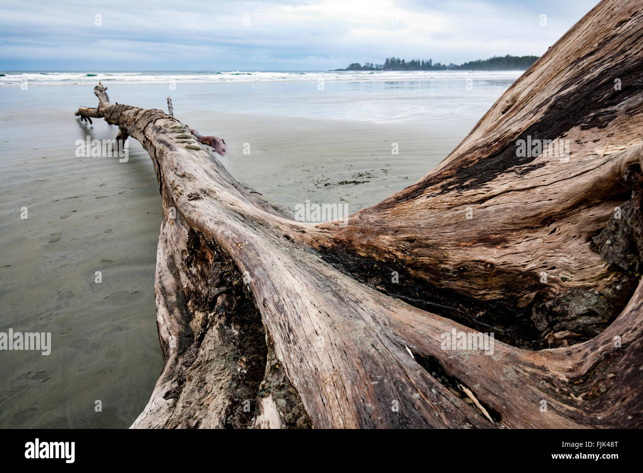 Treibholz am langen Strand - Pacific Rim National Park - in der Nähe von Tofino, Vancouver Island, British Columbia, Kanada Stockfoto