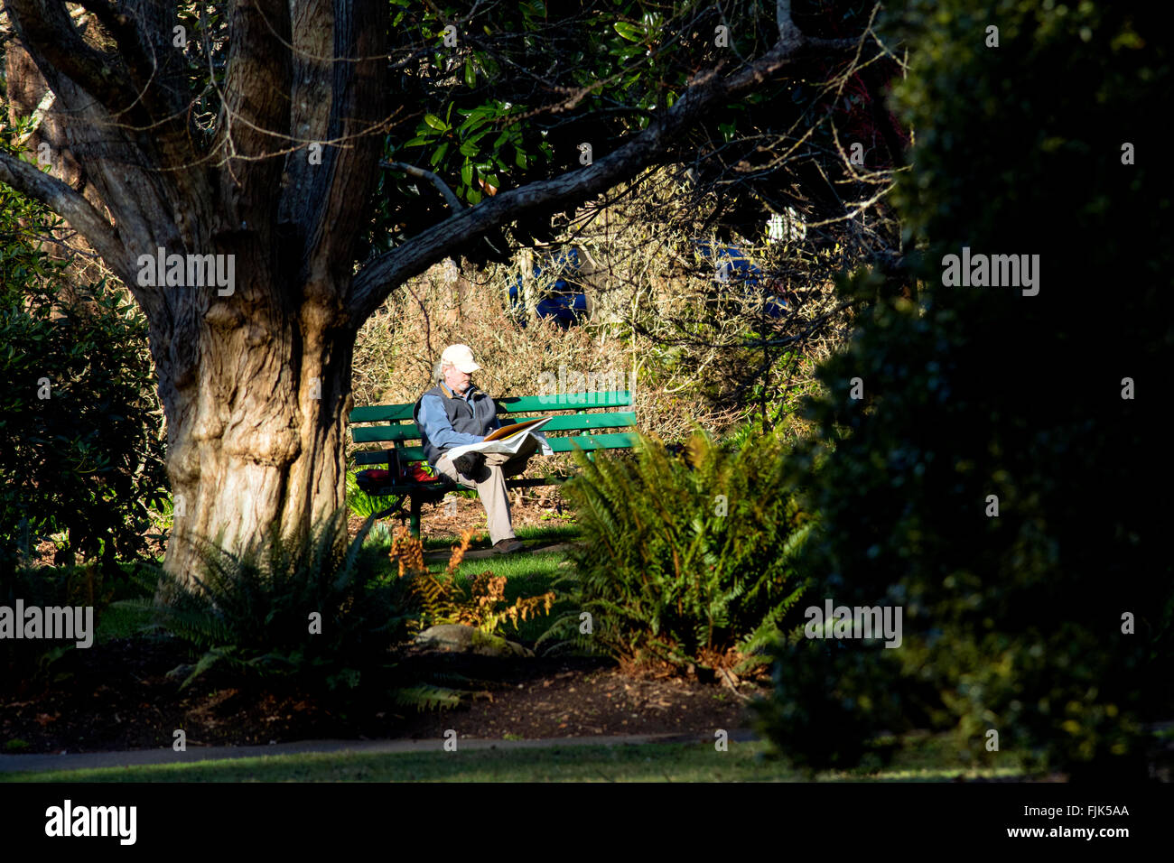 Mann sitzt auf der Bank und liest Zeitung in Beacon Hill Park, Victoria, Vancouver Island, British Columbia, Kanada Stockfoto