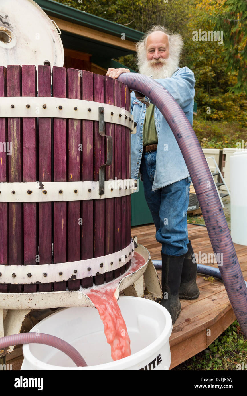 Mann mit Unterdruckschlauch, um eine hölzerne Weinpresse mit roten Trauben zu füllen. Traubensaft zu rose Wein fließt aus der Presse. Stockfoto