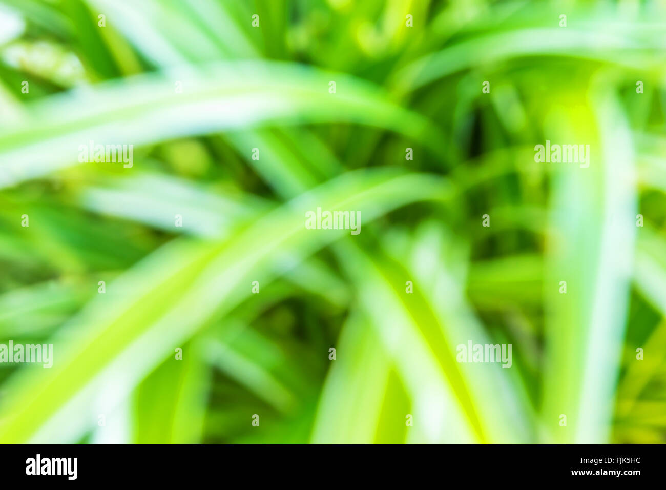 Ein Foto von Konzeptkunst Idee abstrakten grünen Hintergrund Stockfoto