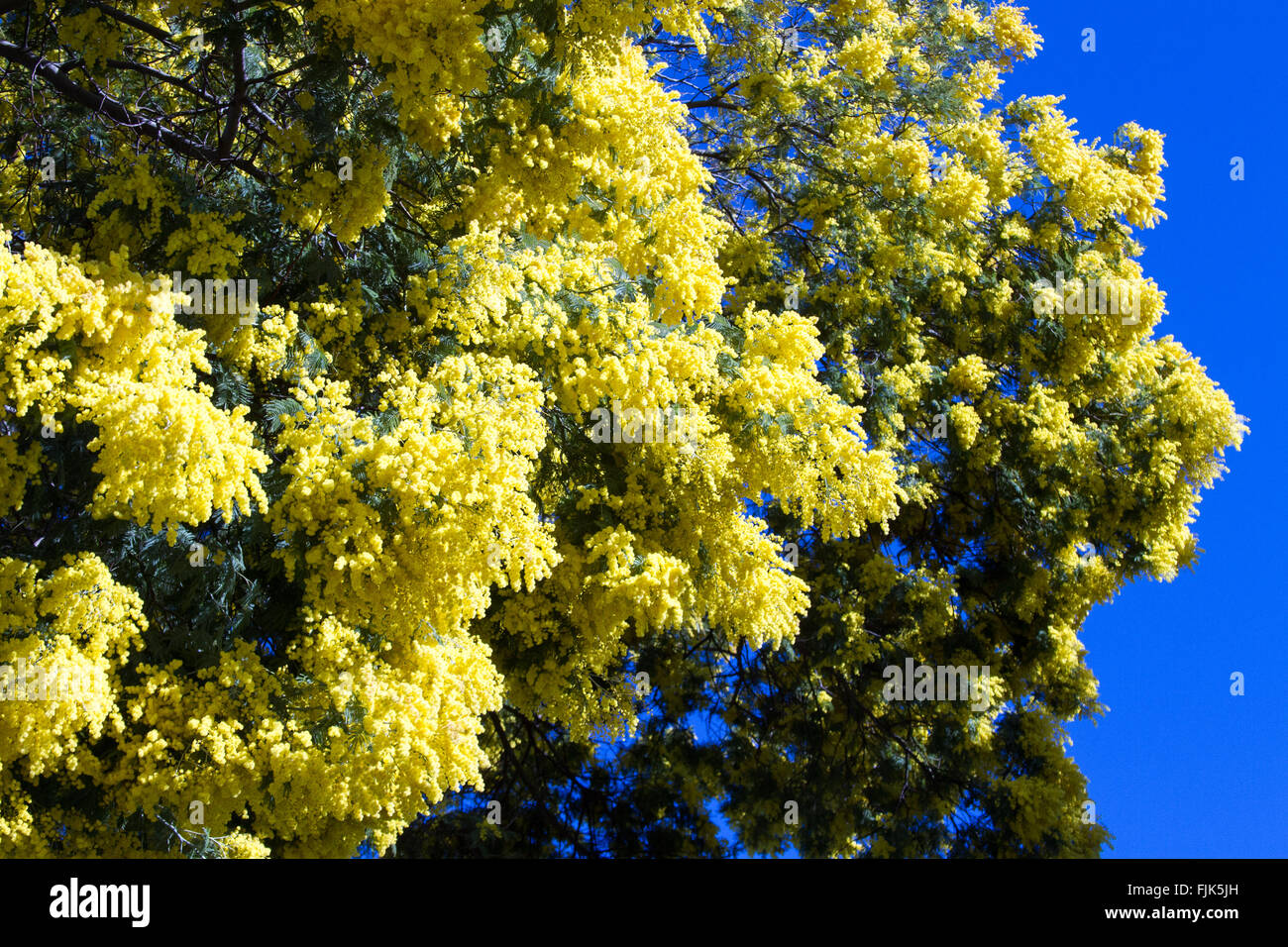 Mimosen in Südfrankreich angebaut Stockfoto