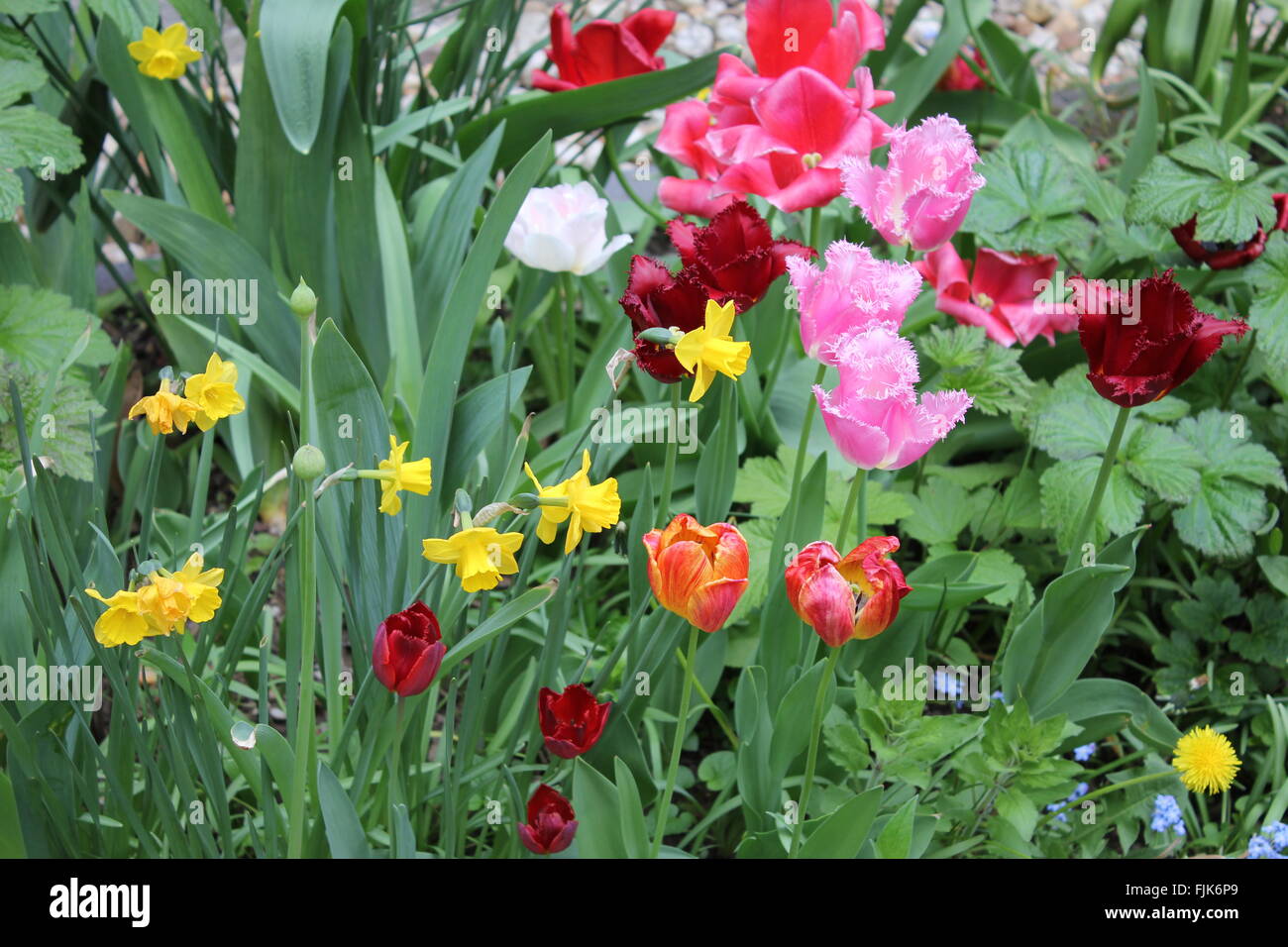 Blick in einen Garten mit vielen bunten Blumen im Frühling Stockfoto