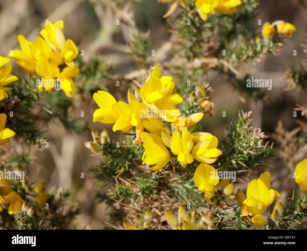 Eine Nahaufnahme von einem blühenden Ginster Strauch. Ainsdale.Merseyside UK Stockfoto