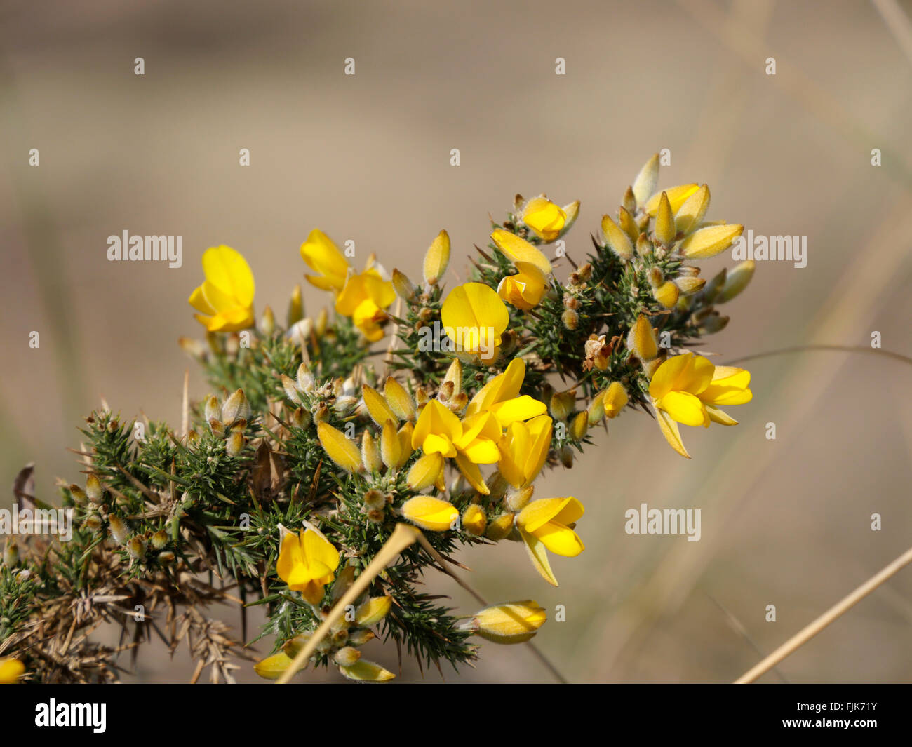 Eine Nahaufnahme von einem blühenden Ginster Strauch. Ainsdale.Merseyside UK Stockfoto