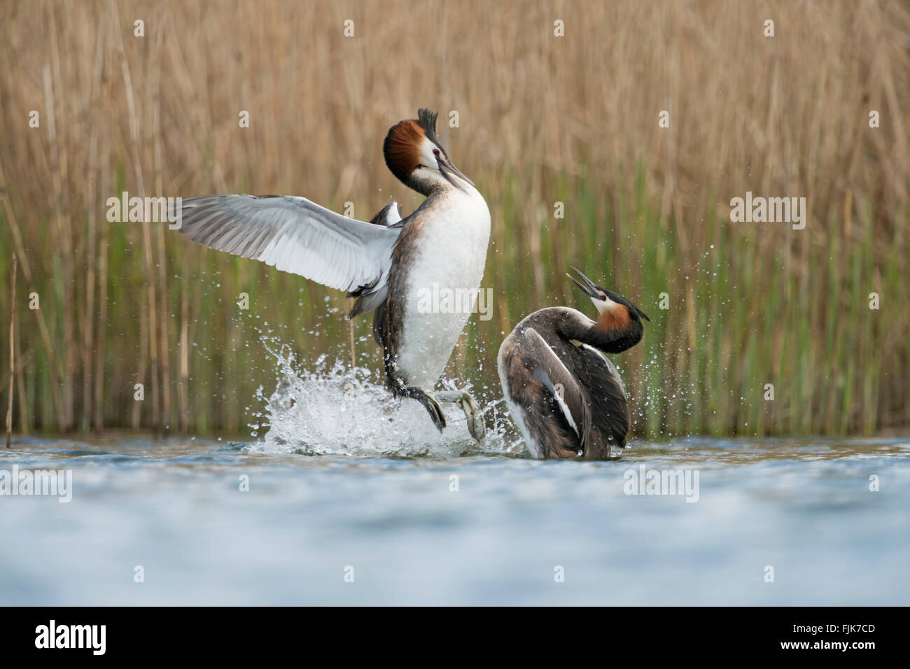 Great Crested Haubentaucher / Haubentaucher (Podiceps Cristatus), im aggressiven Kampf defensing Zucht-Gebieten gegen Rivalen. Stockfoto