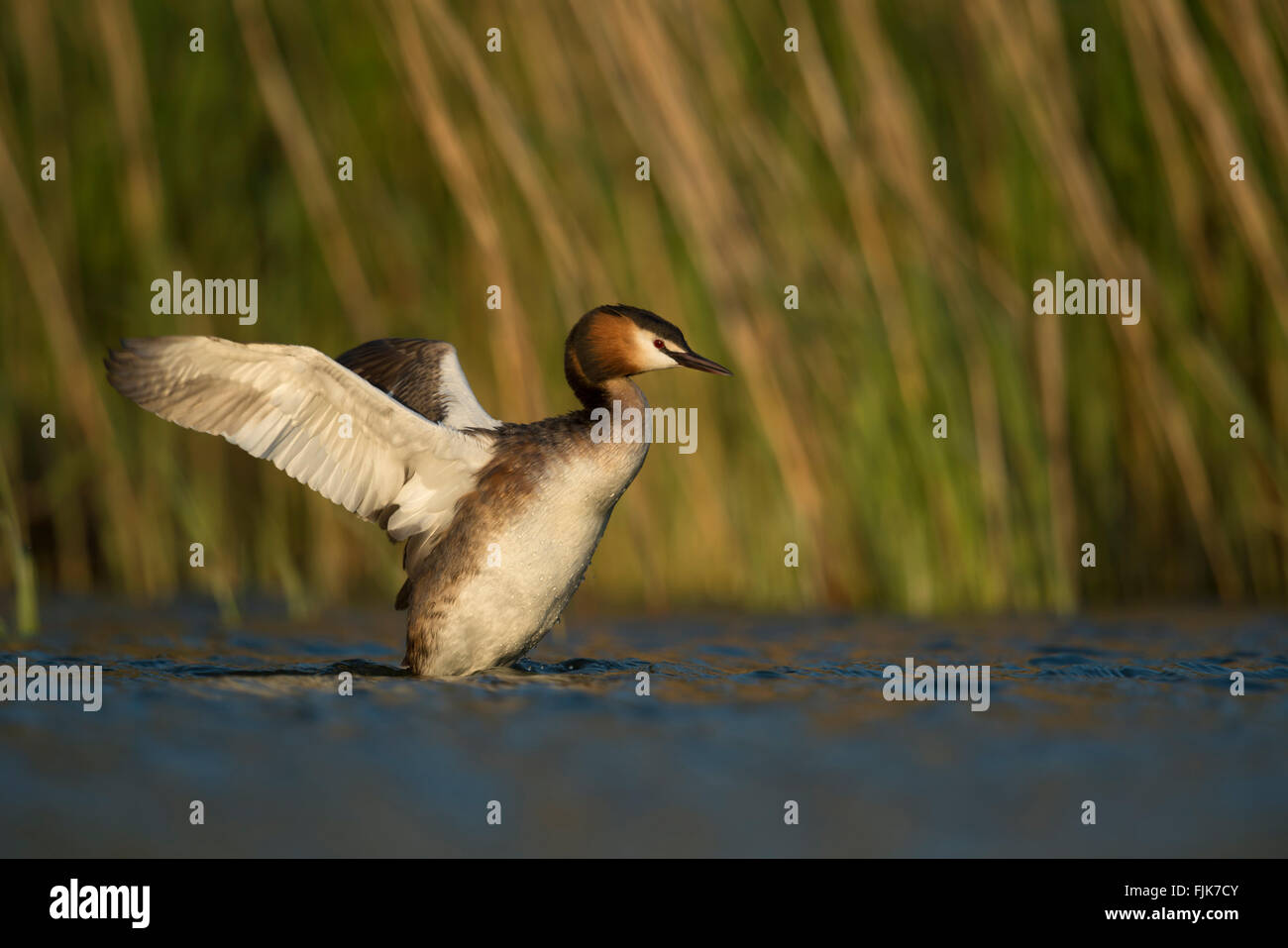 Haubentaucher / Haubentaucher (Podiceps Cristatus) Aufzucht aus dem Wasser, schlagen seiner Flügel, warmes Licht, Engel darstellen. Stockfoto