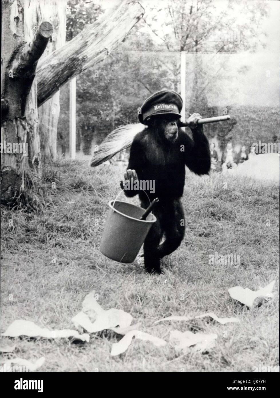 1975 - alle Teil von seinem Alltag: '' Waldemar'' junge Schimpansen im Hellabrunn Zoo in München, legt viel Wert auf seinen Teil der Reservierung sauber und ordentlich gehalten und folglich seinen Tagesablauf gehört zum Bummeln mit seinem Eimer und Besen, die Säuberung des Wurfes. © Keystone Bilder USA/ZUMAPRESS.com/Alamy Live-Nachrichten Stockfoto
