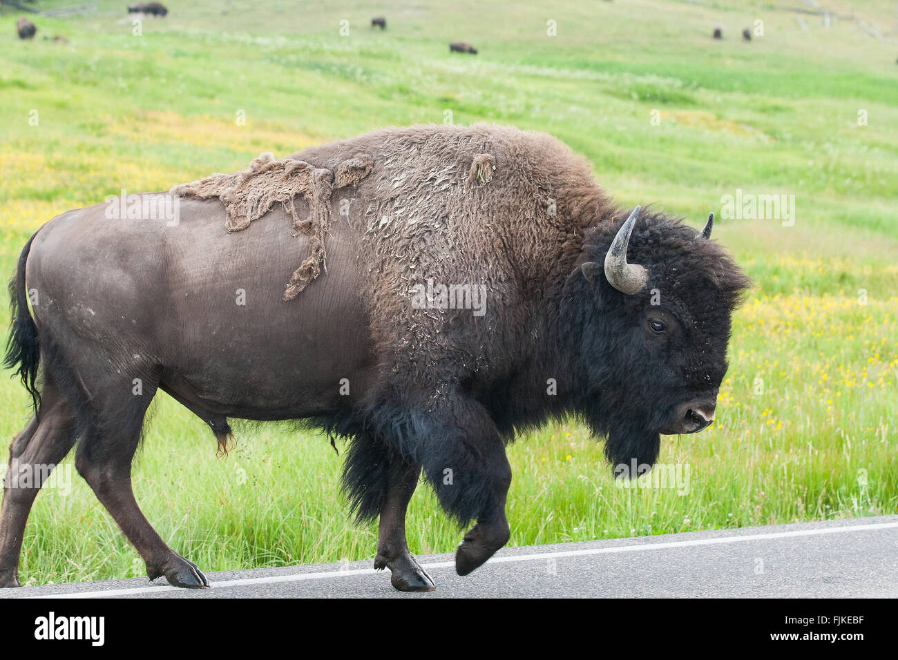 Der typische amerikanische Bison auf der Straße in den Yellowstone National Park, USA Stockfoto