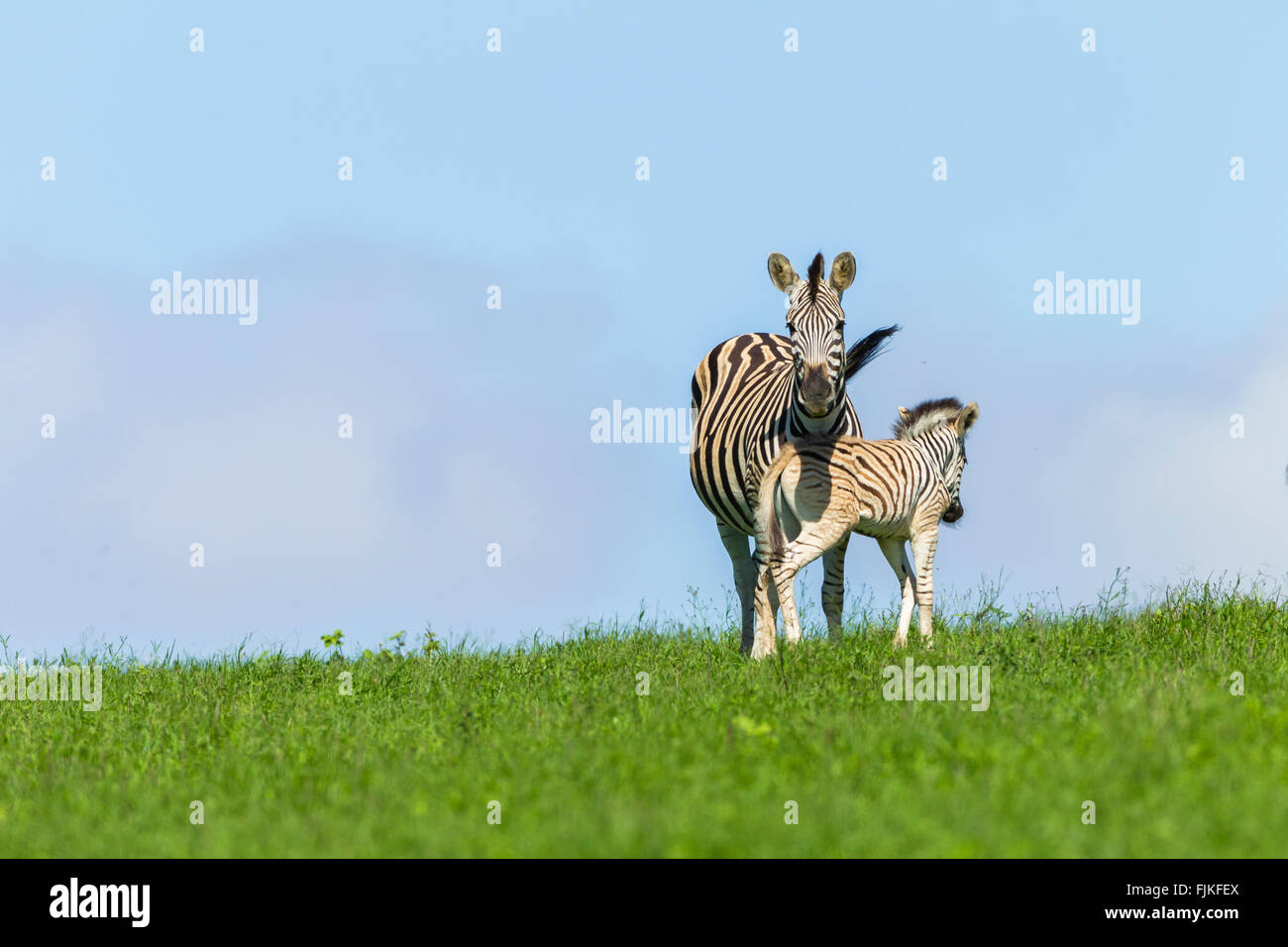Zebra Kalb Tiere auf Sommer Wildlife Wildnis Parklandschaft. Stockfoto