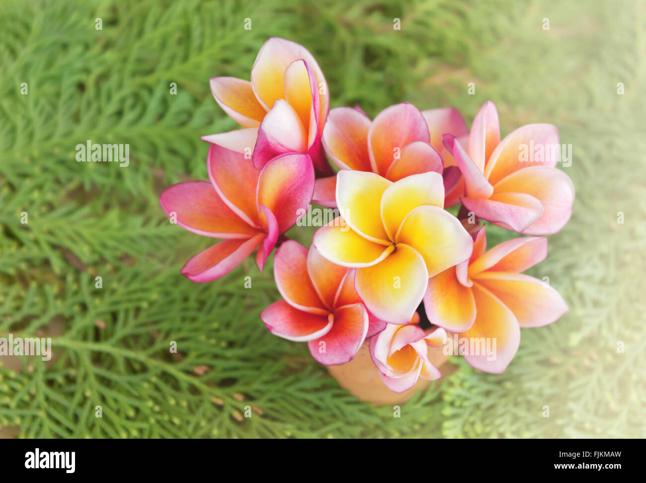 Mini-Blumen-Reihe in kleine Vase auf grünen Blatt Hintergrund Stockfoto