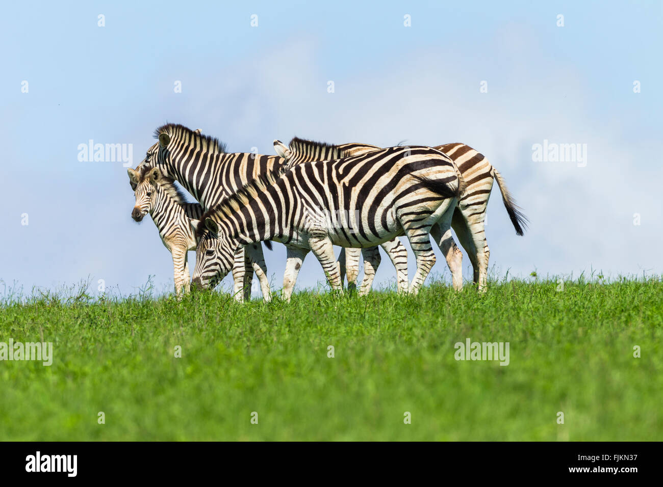 Zebra Kalb Tiere auf Sommer Wildlife Wildnis Parklandschaft. Stockfoto