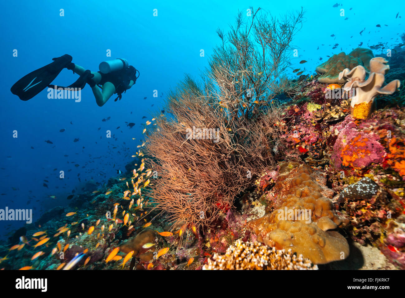 Scuba Diver zu einem Korallenriff erkunden Stockfoto