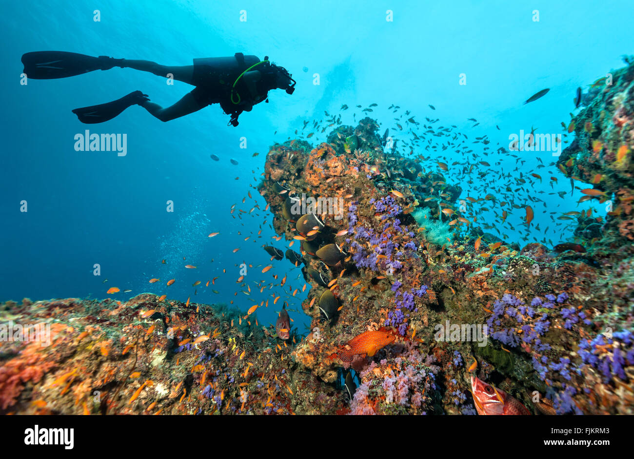 Scuba Diver zu einem Korallenriff erkunden Stockfoto