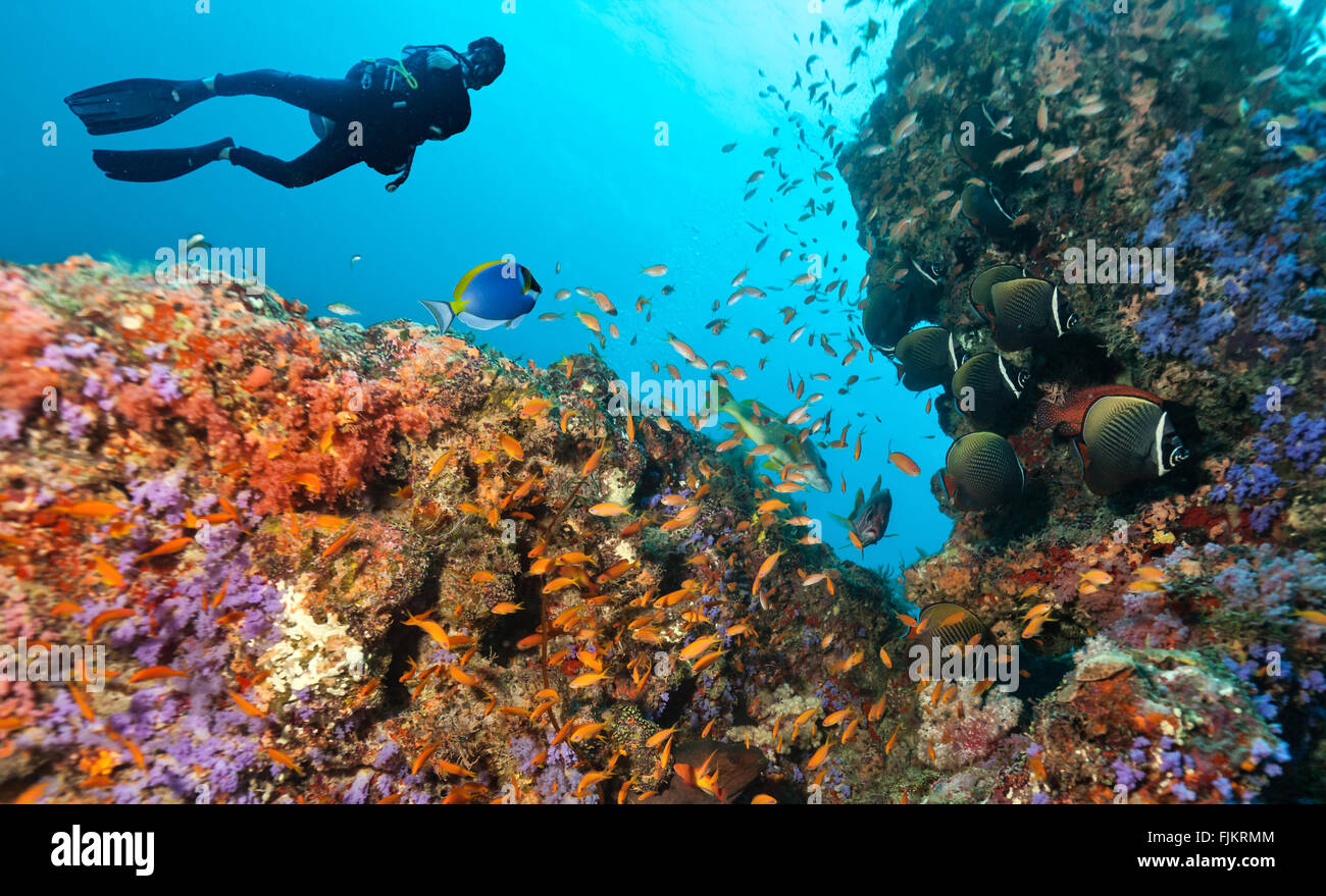 Scuba Diver zu einem Korallenriff erkunden Stockfoto