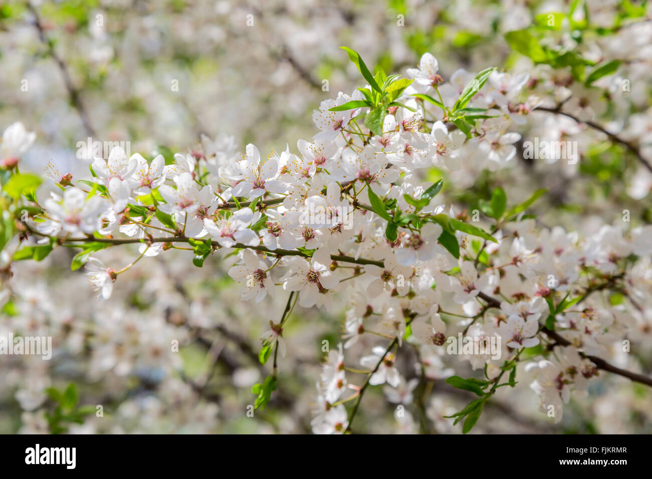 Kirschblüten-Nahaufnahme Stockfoto