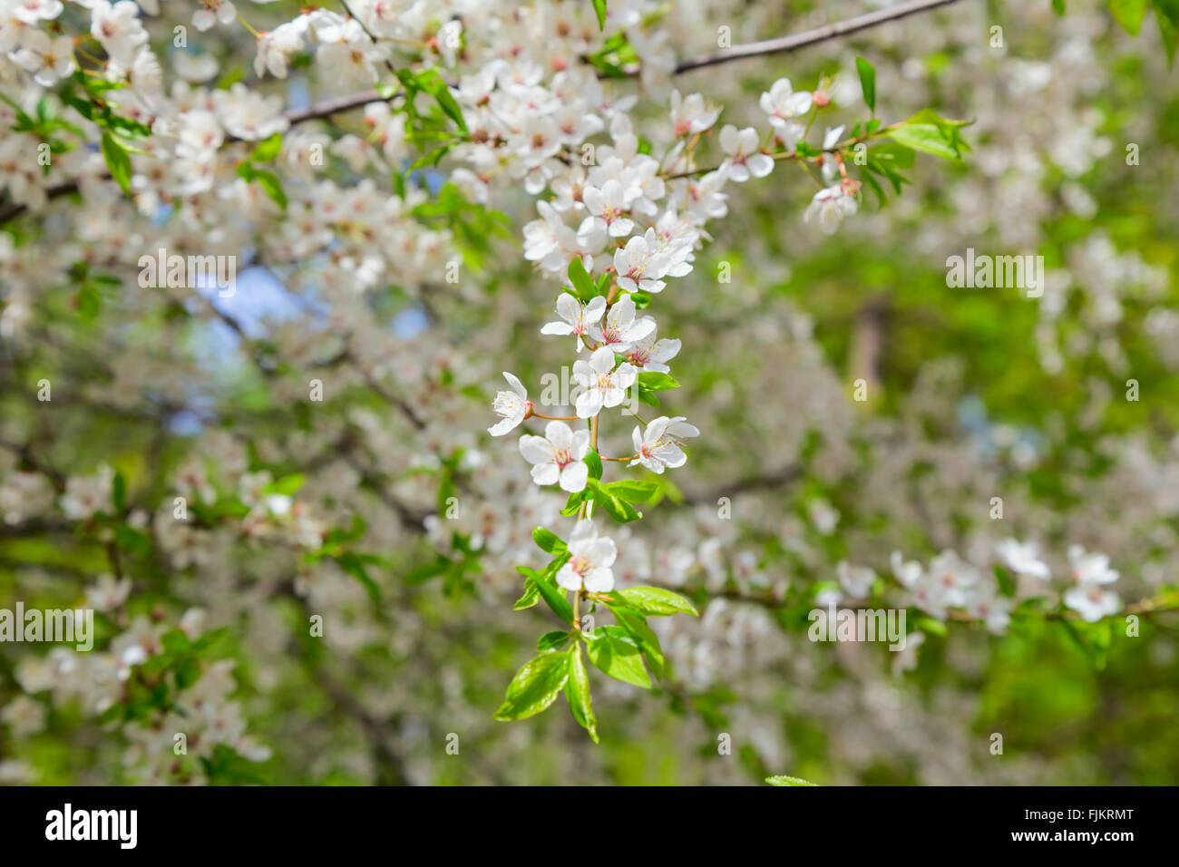 Kirschblüten-Nahaufnahme Stockfoto