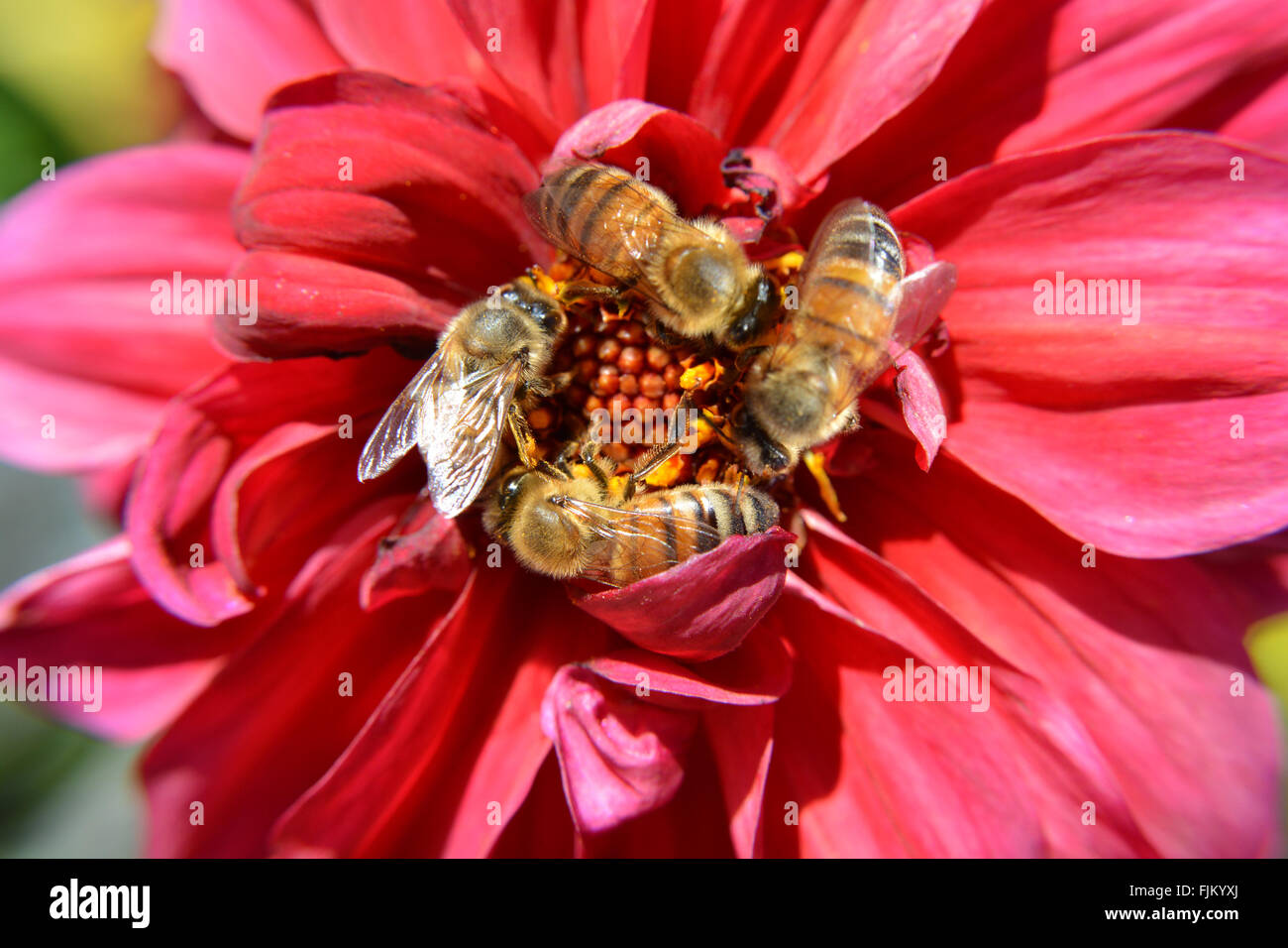 Vier-Honig-Bienen-Schwarm bestäuben eine rote Blume Stockfoto