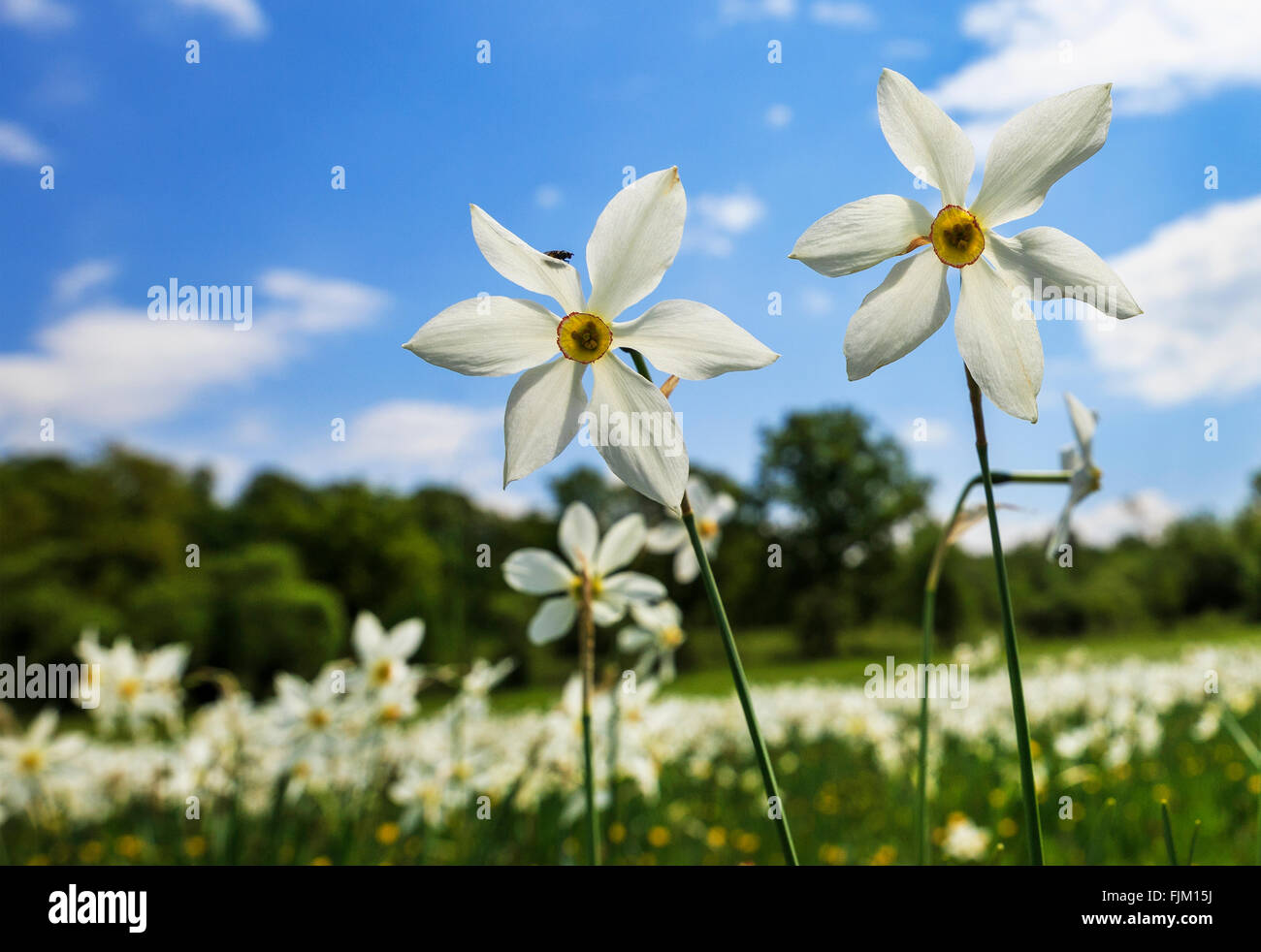 Narzissen blühen paar vorne Stockfoto